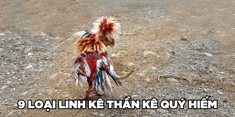 Cùng Jun88 Nhận Diện Gà Linh Kê Thần Kê Cực Hiếm Hiện Nay 6 9 loại Linh Kê Thần Kê quý hiếm