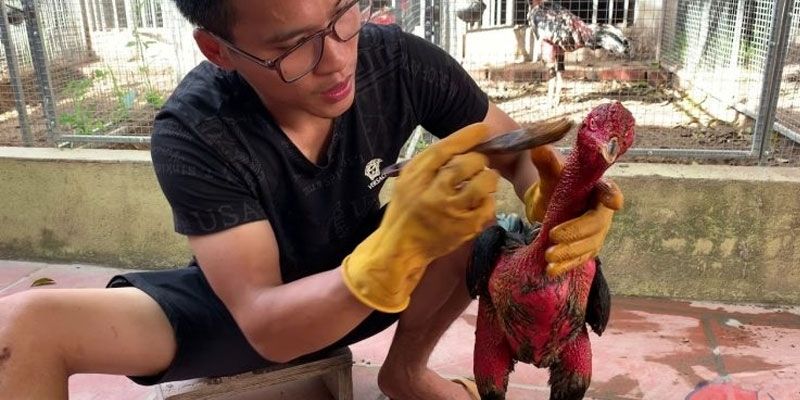 Cách Vần Gà Chọi Chiến - Bí Quyết Đỉnh Cao Từ Jun88 4 Biết cách vần kê là khía cạnh không thể thiếu