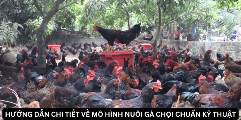 Jun88 Bật Mí Mô Hình Nuôi Gà Chọi Hái Ra Tiền 2024 5 Cách phát triển mô hình nuôi gà chọi bền vững và an toàn