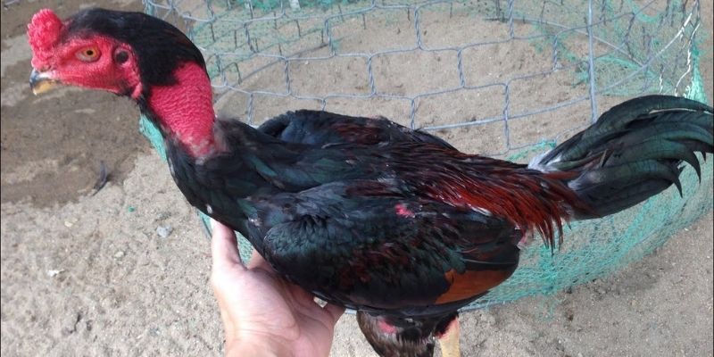 Cách Vần Gà Chọi Chiến - Bí Quyết Đỉnh Cao Từ Jun88 5 Cách vần gà chọi chiến bằng những bài tập cải thiện