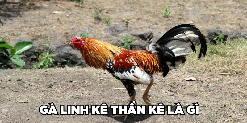 Cùng Jun88 Nhận Diện Gà Linh Kê Thần Kê Cực Hiếm Hiện Nay 4 Gà Linh Kê Thần Kê là gì