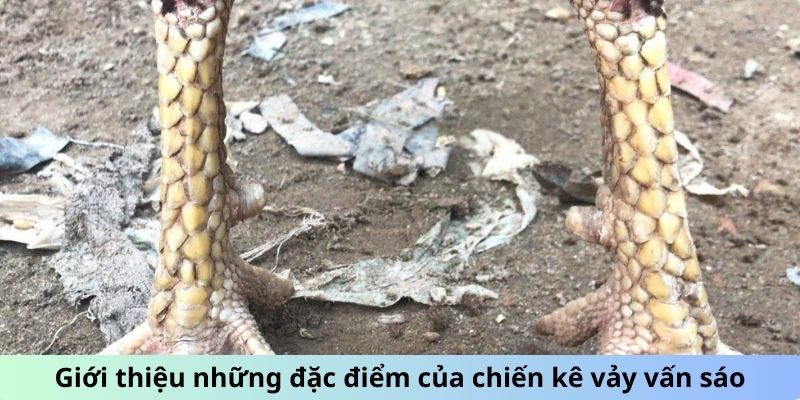 Gà Chọi Vảy Vấn Sáo - Giải Mã Sức Hút Của Giống Gà Quý 4 Giới thiệu những đặc điểm của chiến kê vảy Vấn Sáo