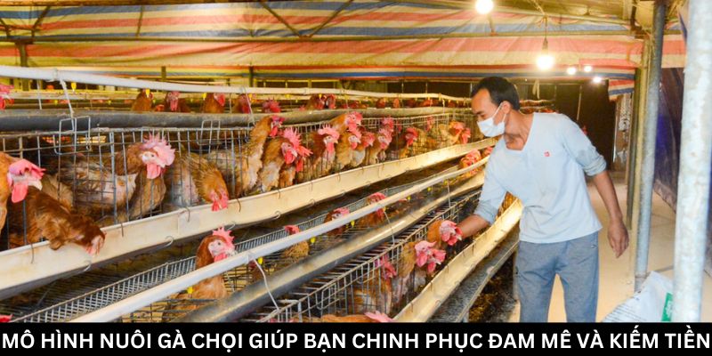 Jun88 Bật Mí Mô Hình Nuôi Gà Chọi Hái Ra Tiền 2024 6 Mô hình nuôi gà chọi: Chuẩn bị kỹ thuật cho người mới bắt đầu