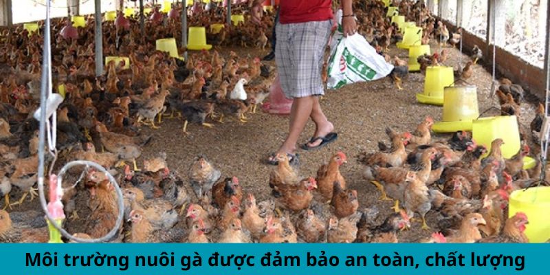 Cập Nhật Thông Tin Mới Nhất Xoay Quanh Trại Gà Cao Lãnh 5 Môi trường nuôi gà được đảm bảo an toàn, chất lượng
