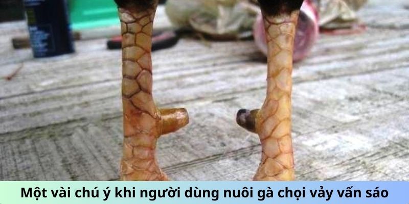Gà Chọi Vảy Vấn Sáo - Giải Mã Sức Hút Của Giống Gà Quý 6 Một vài chú ý khi người dùng nuôi gà chọi vảy Vấn Sáo