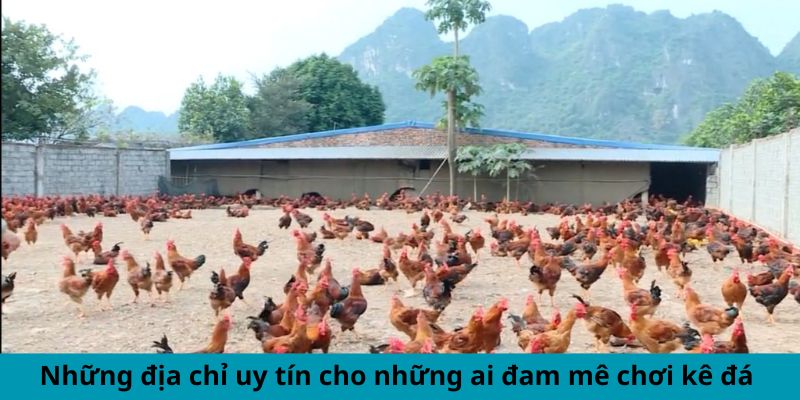 Cập Nhật Thông Tin Mới Nhất Xoay Quanh Trại Gà Cao Lãnh 6 Những địa chỉ uy tín cho những ai đam mê chơi gà đá