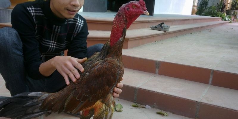 Cách Vần Gà Chọi Chiến - Bí Quyết Đỉnh Cao Từ Jun88 6 Phương pháp nâng cao kỹ năng cho người chơi