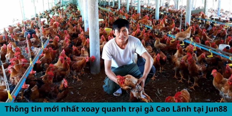 Cập Nhật Thông Tin Mới Nhất Xoay Quanh Trại Gà Cao Lãnh 4 Thông tin mới nhất xoay quanh trại gà Cao Lãnh tại Jun88